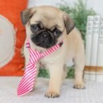 Male Pug Puppy for Adoption -adoptpugpuppies.com