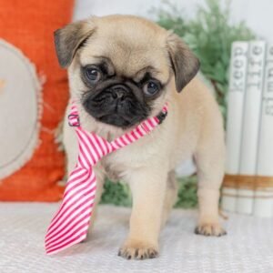 Male Pug Puppy for Adoption -adoptpugpuppies.com