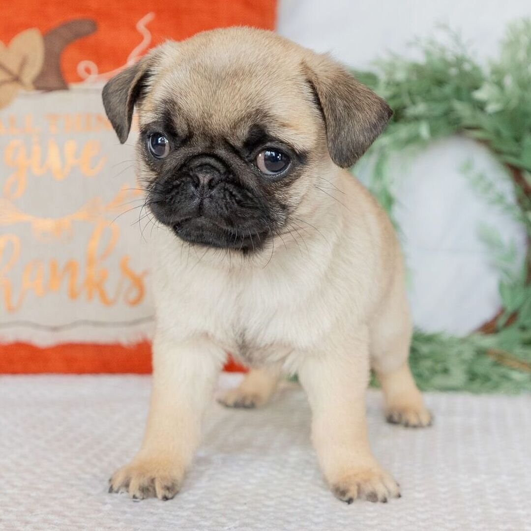 πΎ Meet Candis β AKC Registered Female Pug Puppy - Image 4