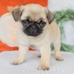 🐾 Meet Candis – AKC Registered Female Pug Puppy - Image 3