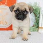 🐾 Meet Candis – AKC Registered Female Pug Puppy - Image 2