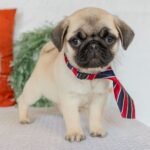 🐾 Meet Magnus – AKC Registered Female Fawn Pug Puppy - Image 4