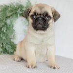 🐾 Meet Magnus – AKC Registered Female Fawn Pug Puppy