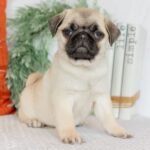 🐾 Meet Magnus – AKC Registered Female Fawn Pug Puppy - Image 2