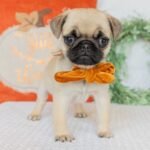 🐾 Meet Milly – AKC Registered Female Fawn Pug Puppy