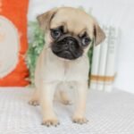 🐾 Meet Milly – AKC Registered Female Fawn Pug Puppy - Image 4