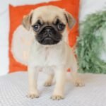 🐾 Meet Milly – AKC Registered Female Fawn Pug Puppy - Image 3