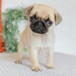🐾 Meet Milly – AKC Registered Female Fawn Pug Puppy - Image 2