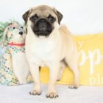 🐾 Meet Dix – AKC Registered Male Fawn Pug Puppy - Image 4