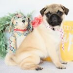 🐾 Meet Dix – AKC Registered Male Fawn Pug Puppy - Image 3