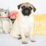 🐾 Meet Dix – AKC Registered Male Fawn Pug Puppy - Image 2