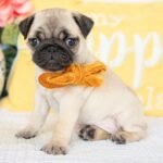 🐾 Meet Montel – AKC Registered Female Fawn Pug Puppy