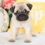🐾 Meet Montel – AKC Registered Female Fawn Pug Puppy - Image 4