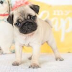 🐾 Meet Montel – AKC Registered Female Fawn Pug Puppy - Image 3