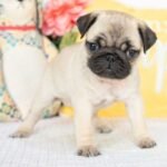 🐾 Meet Montel – AKC Registered Female Fawn Pug Puppy - Image 2