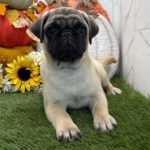 🐾 Meet Akira – AKC Registered Female Fawn Pug Puppy