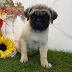🐾 Meet Akira – AKC Registered Female Fawn Pug Puppy - Image 2