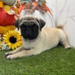 🐾 Meet Akira – AKC Registered Female Fawn Pug Puppy - Image 3