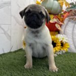 🐾 Meet Mallow – AKC Registered Female Fawn Pug Puppy - Image 3