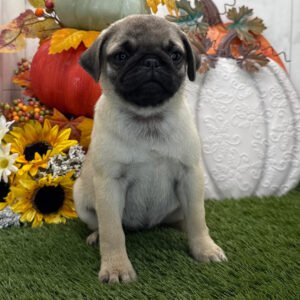 πΎ Meet Mallow β AKC Registered Female Fawn Pug Puppy