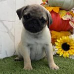 🐾 Meet Mallow – AKC Registered Female Fawn Pug Puppy - Image 4