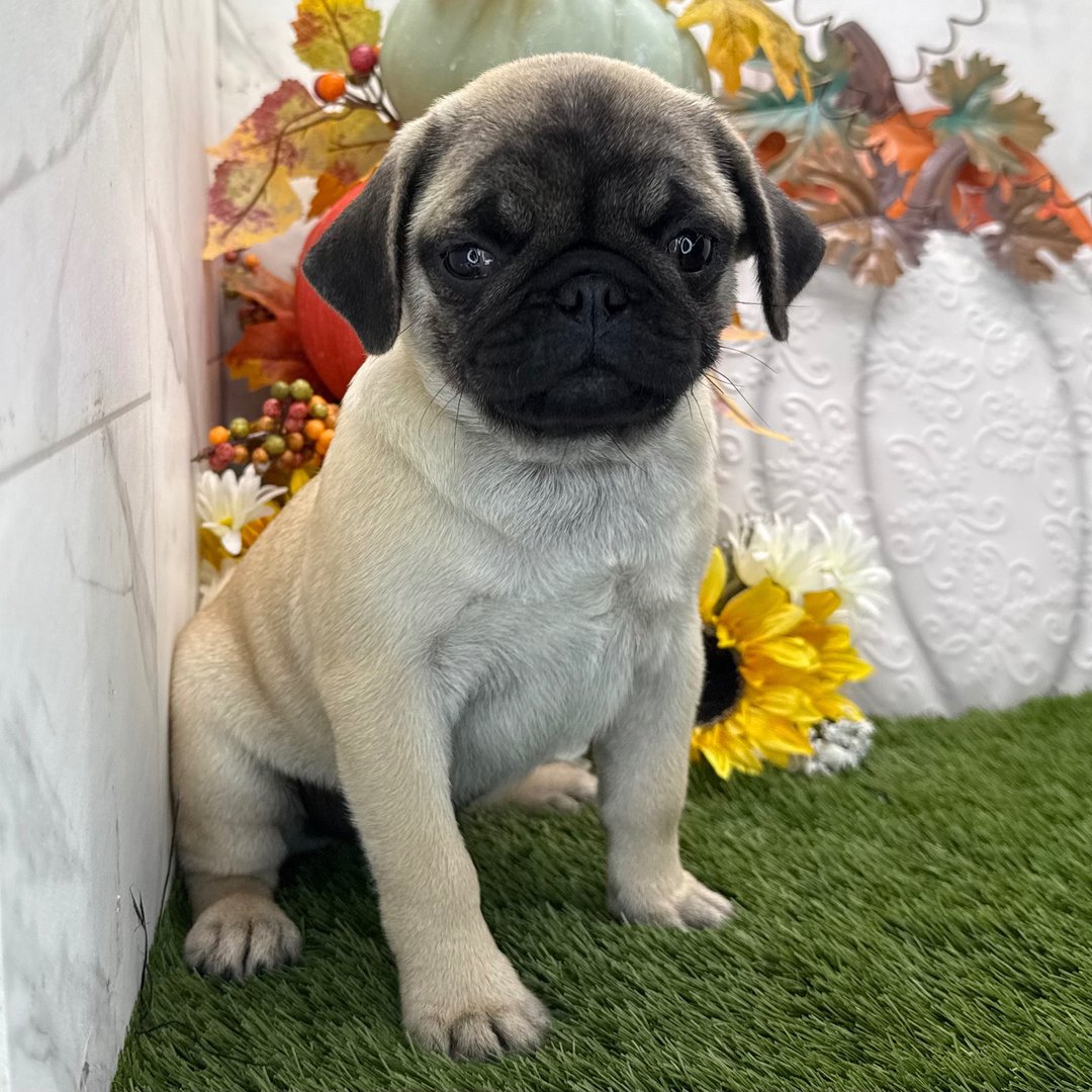 Male Pug Puppy for Adoption