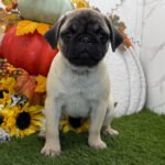🐶 Meet Colt – AKC Registered Male Pug Puppy - Image 3