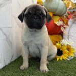 🐶 Meet Colt – AKC Registered Male Pug Puppy - Image 2