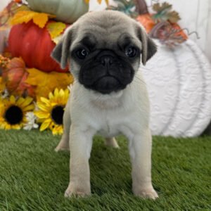 Female Pug Puppy for Adoption – Meet Latte