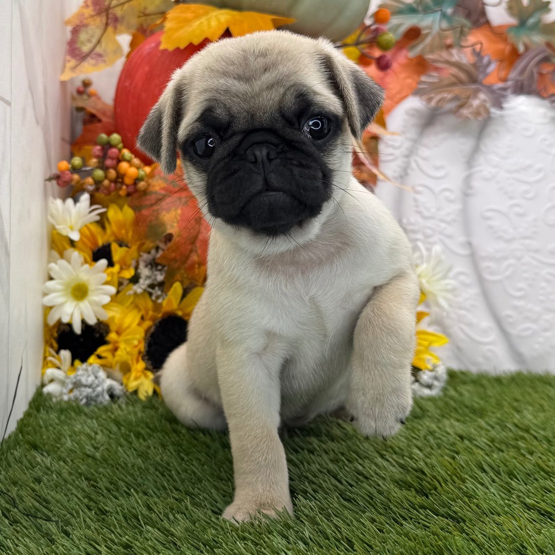 πΆ Meet Chester β AKC Registered Male Pug Puppy - Image 2