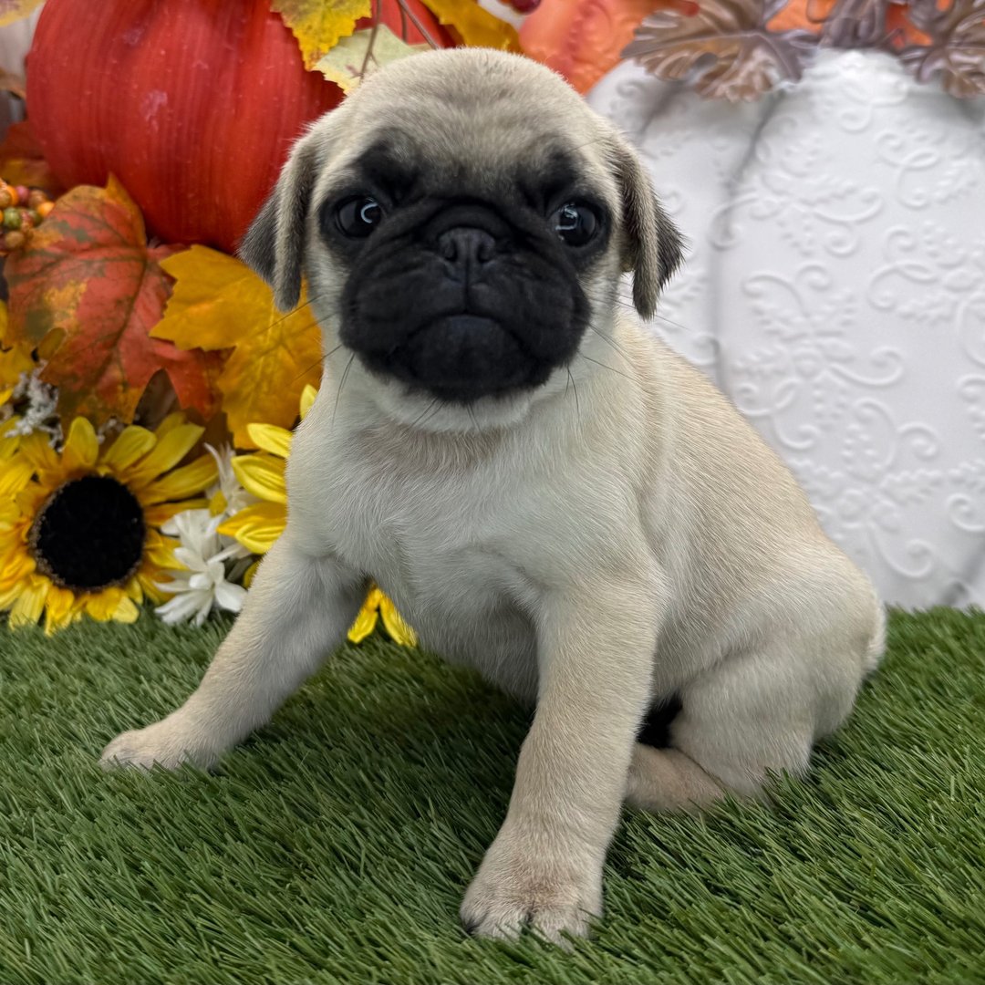 πΆ Meet Chester β AKC Registered Male Pug Puppy - Image 3