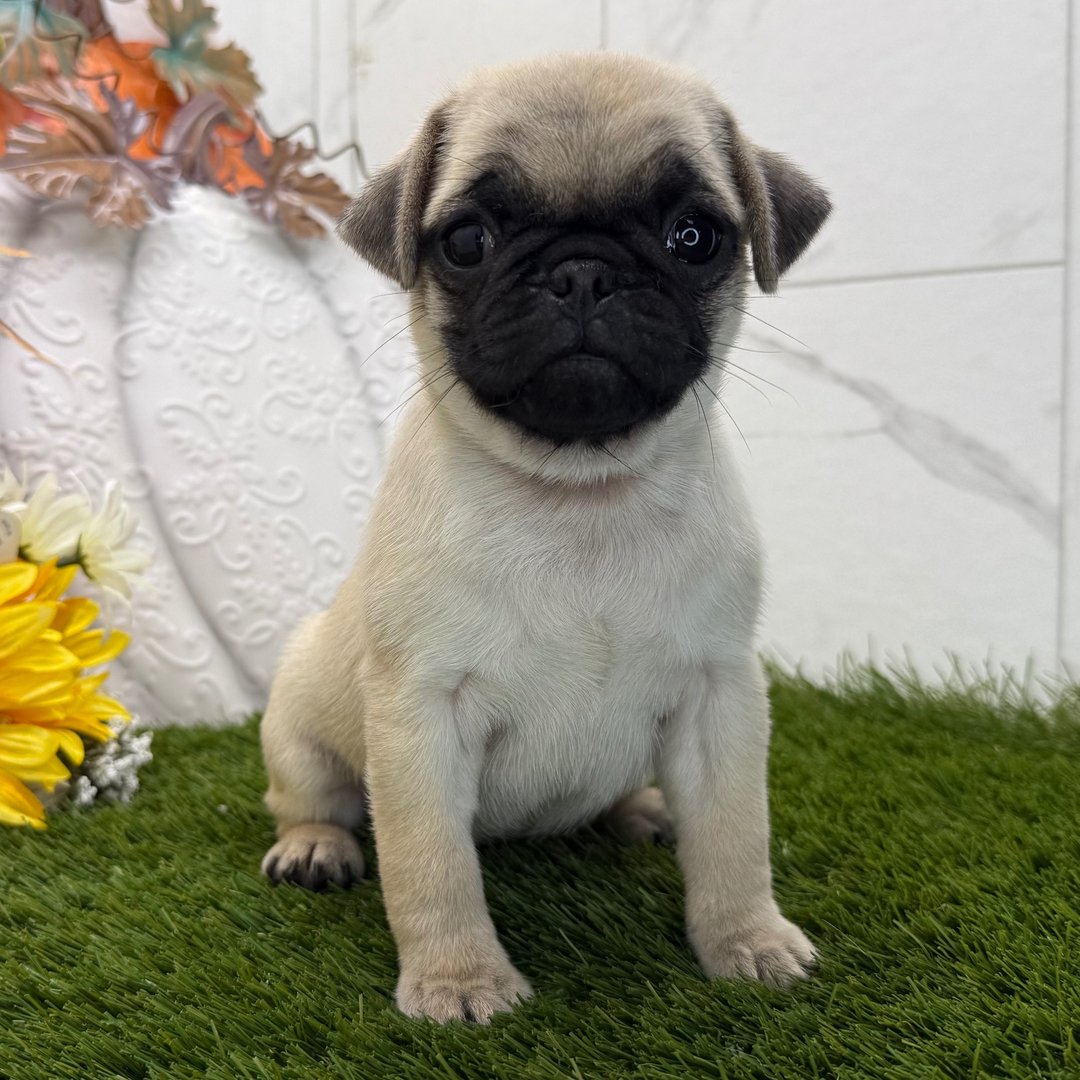 ๐พ Meet Eagle โ AKC Registered Female Fawn Pug Puppy - Image 2