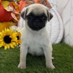 🐾 Meet Eagle – AKC Registered Female Fawn Pug Puppy