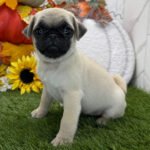 🐾 Meet Eagle – AKC Registered Female Fawn Pug Puppy - Image 3