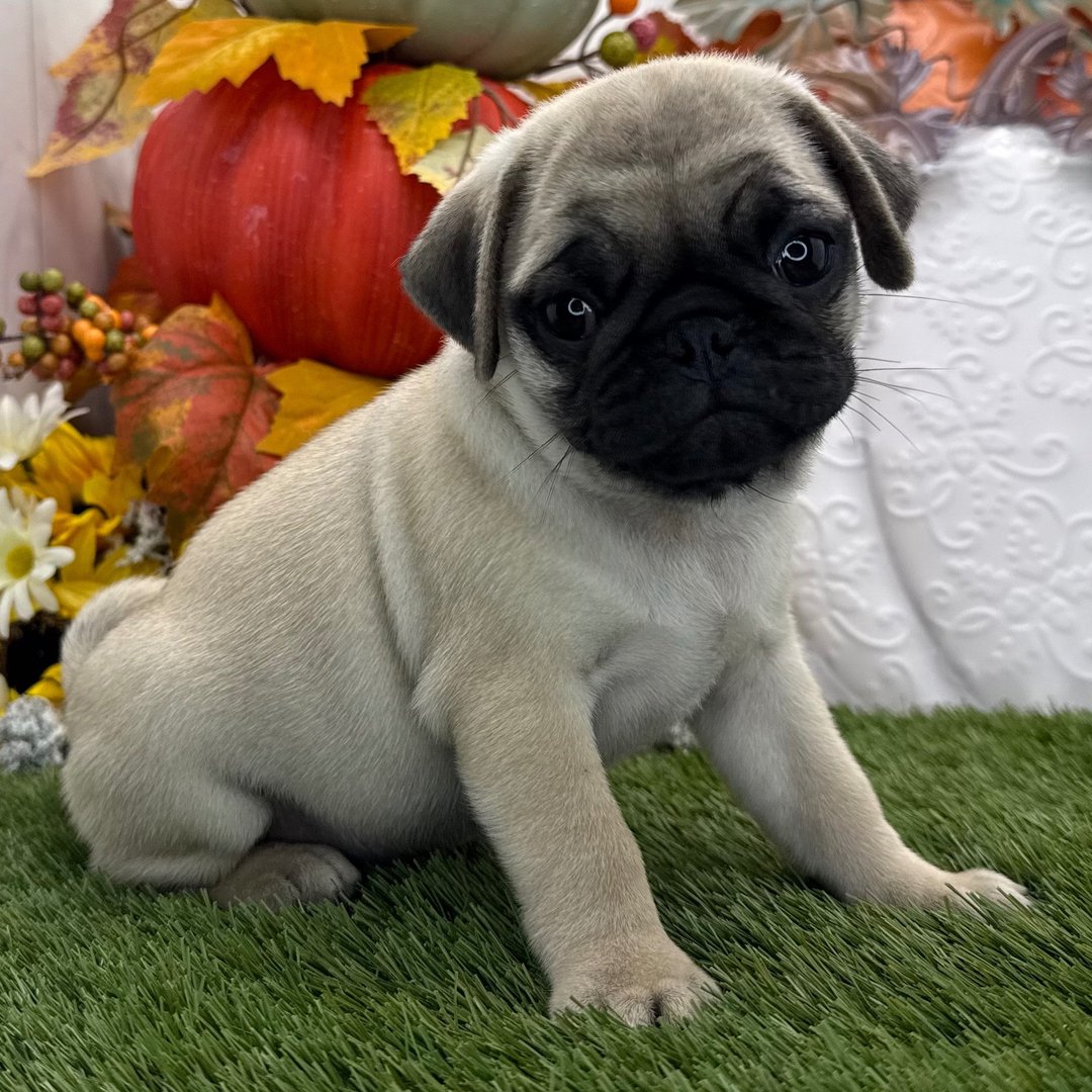๐พ Meet Cyrus โ AKC Registered Female Fawn Pug Puppy๐ถ - Image 2