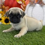 🐾 Meet Cyrus – AKC Registered Female Fawn Pug Puppy🐶 - Image 3