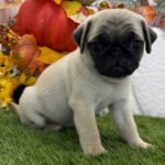 🐾 Meet Jane – AKC Registered Female Fawn Pug Puppy - Image 2