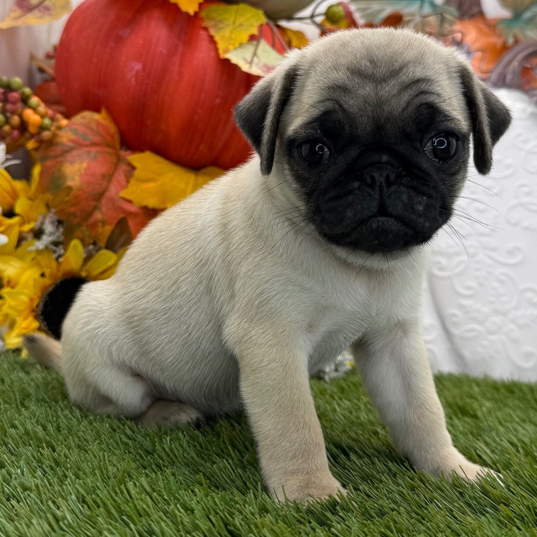 ๐พ Meet Jane โ AKC Registered Female Fawn Pug Puppy - Image 2