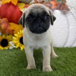 🐾 Meet Jane – AKC Registered Female Fawn Pug Puppy