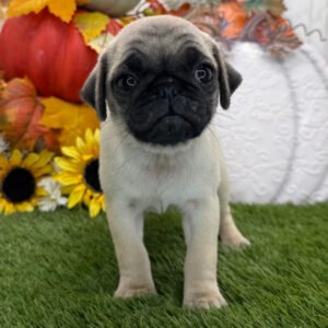 πΎ Meet Jane β AKC Registered Female Fawn Pug Puppy