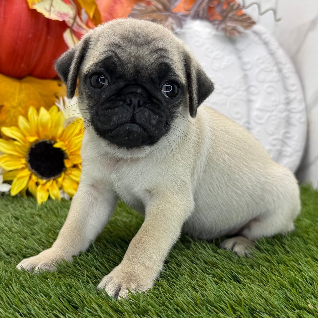 ๐พ Meet Jane โ AKC Registered Female Fawn Pug Puppy - Image 3
