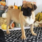 🐾 Meet Annie – AKC Registered Female Fawn Pug Puppy