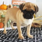 🐾 Meet Annie – AKC Registered Female Fawn Pug Puppy - Image 3