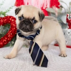 🐾 Meet Molly – AKC Registered Male Pug Puppy