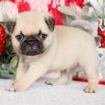 🐾 Meet Molly – AKC Registered Male Pug Puppy - Image 4