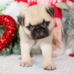 🐾 Meet Molly – AKC Registered Male Pug Puppy - Image 2