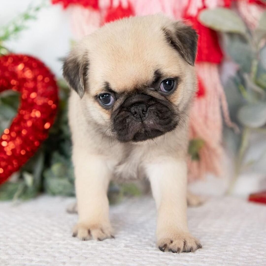 πΎ Meet Molly β AKC Registered Male Pug Puppy - Image 2