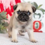 🐾 Meet Chief – AKC Registered Male Fawn Pug Puppy - Image 2