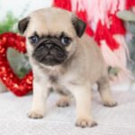 🐾 Meet Chief – AKC Registered Male Fawn Pug Puppy - Image 3