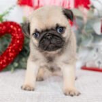 🐾 Meet Chief – AKC Registered Male Fawn Pug Puppy - Image 4